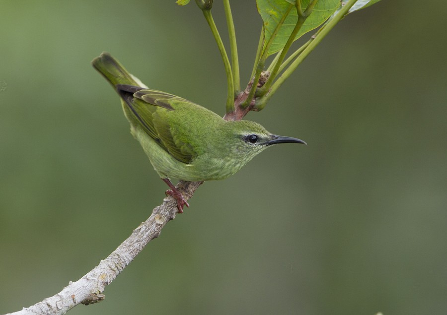 Red-legged Honeycreeper - ML204130681