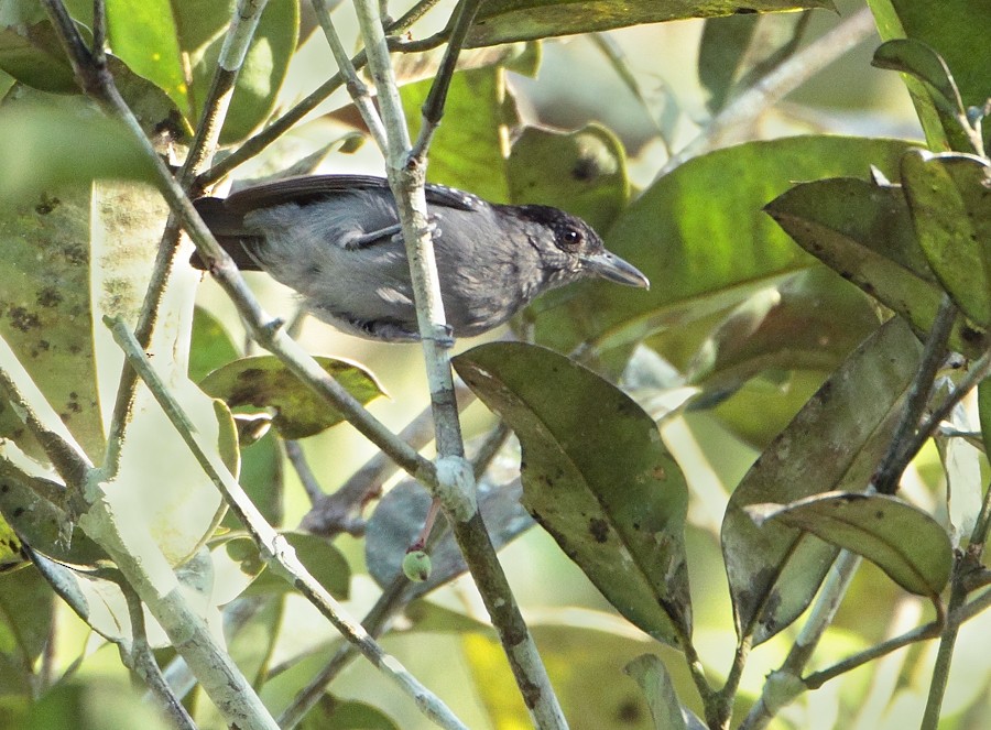 Spot-winged Antshrike - ML204130731