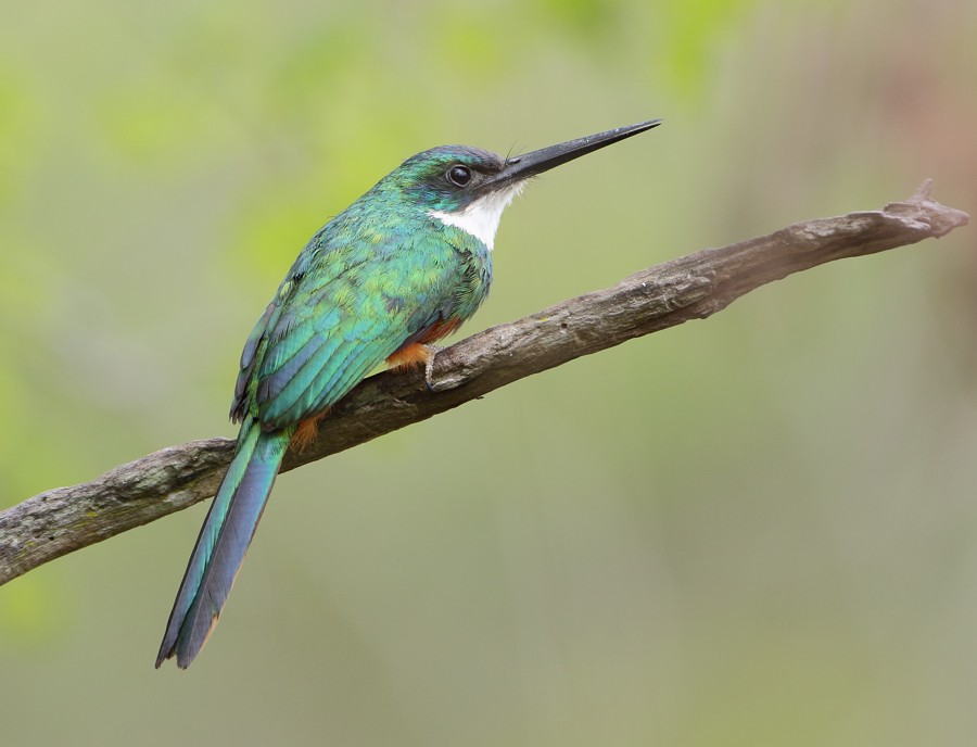 Jacamar à queue rousse - ML204130871