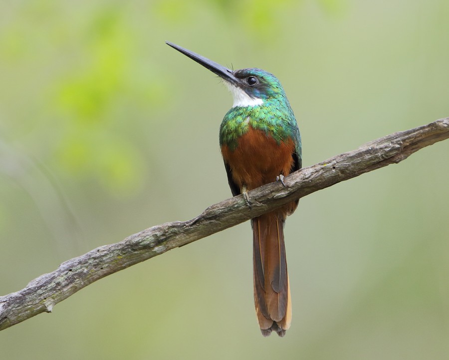 Rufous-tailed Jacamar - Anselmo  d'Affonseca