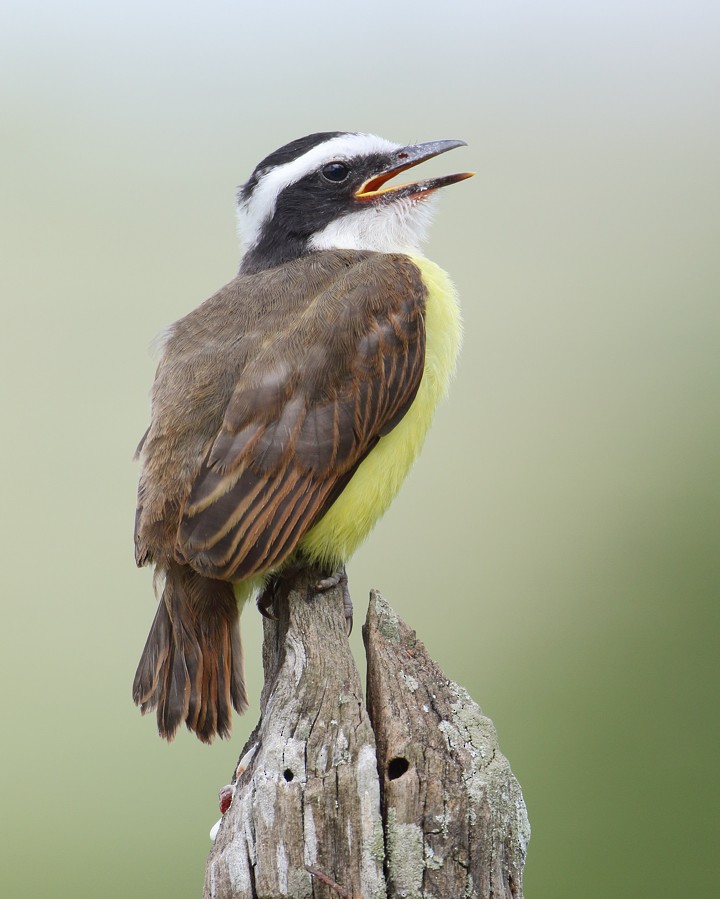 Great Kiskadee - ML204130921