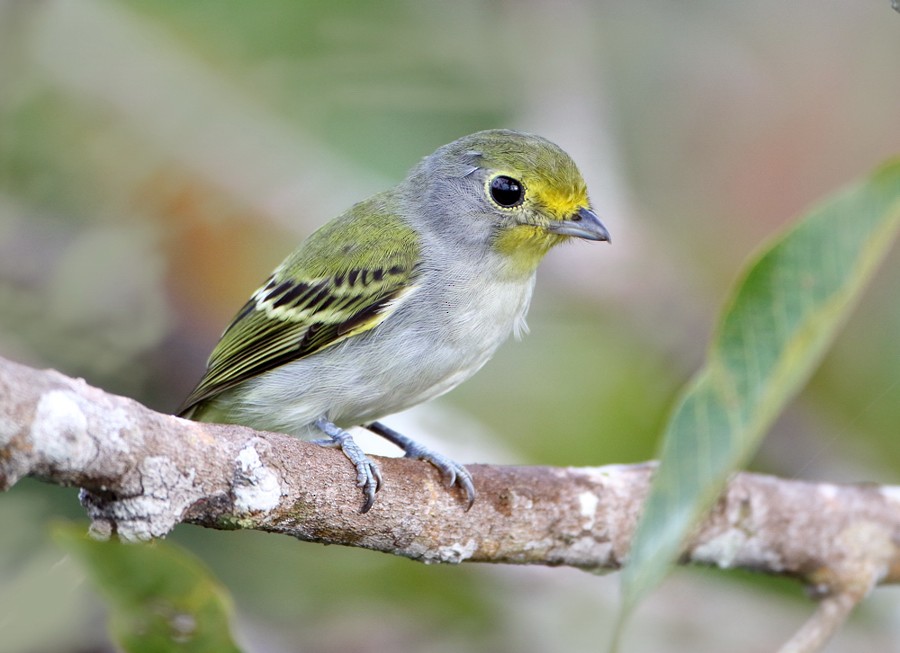 Wing-barred Piprites - Anselmo  d'Affonseca