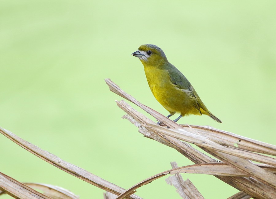 Golden-bellied Euphonia - ML204130991