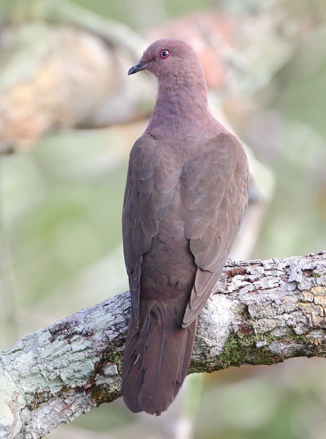 Ruddy Pigeon - ML204131041