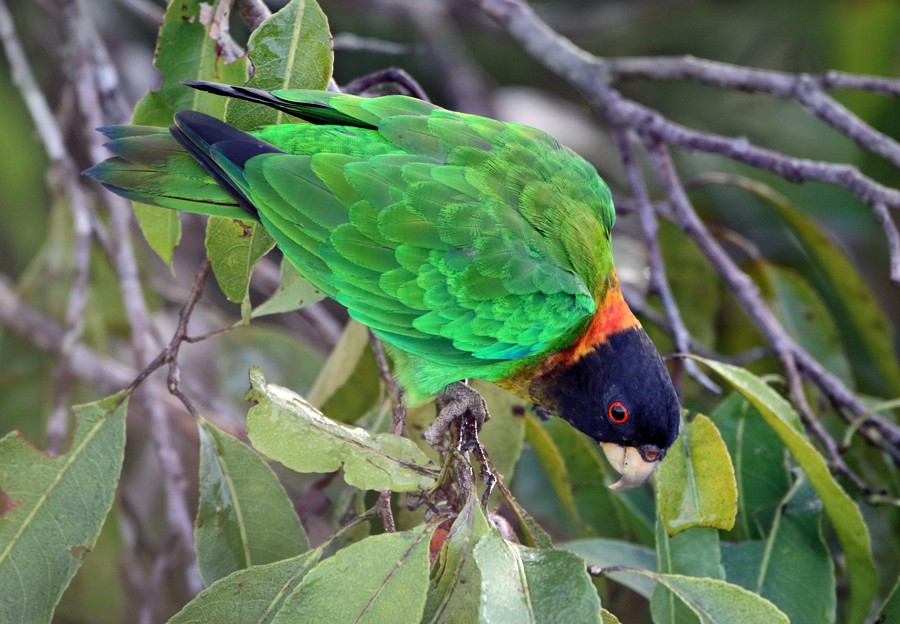 Caica Parrot - Anselmo  d'Affonseca