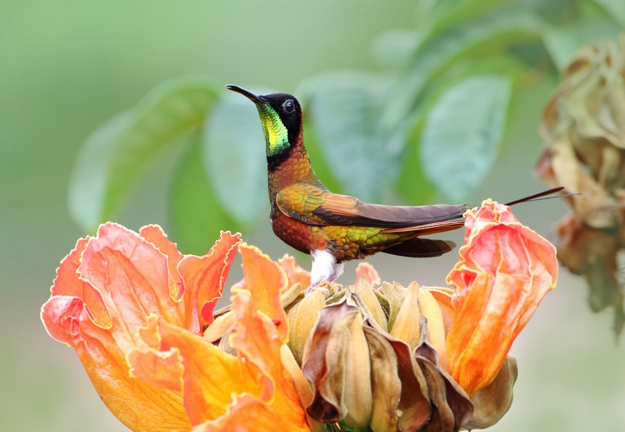 Crimson Topaz - ML204131081