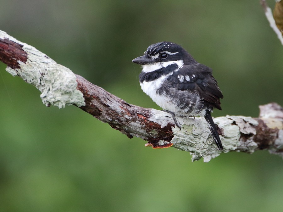 Pied Puffbird (Greater) - ML204131141