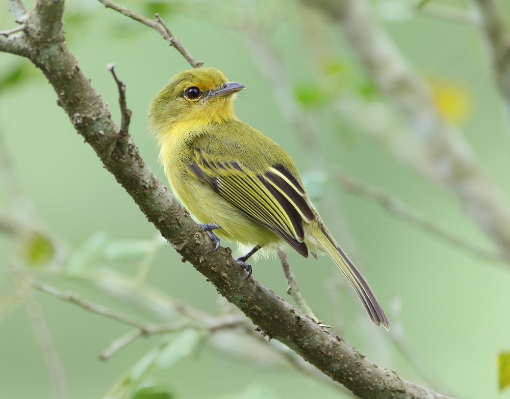 Tyranneau à poitrine jaune - ML204131261