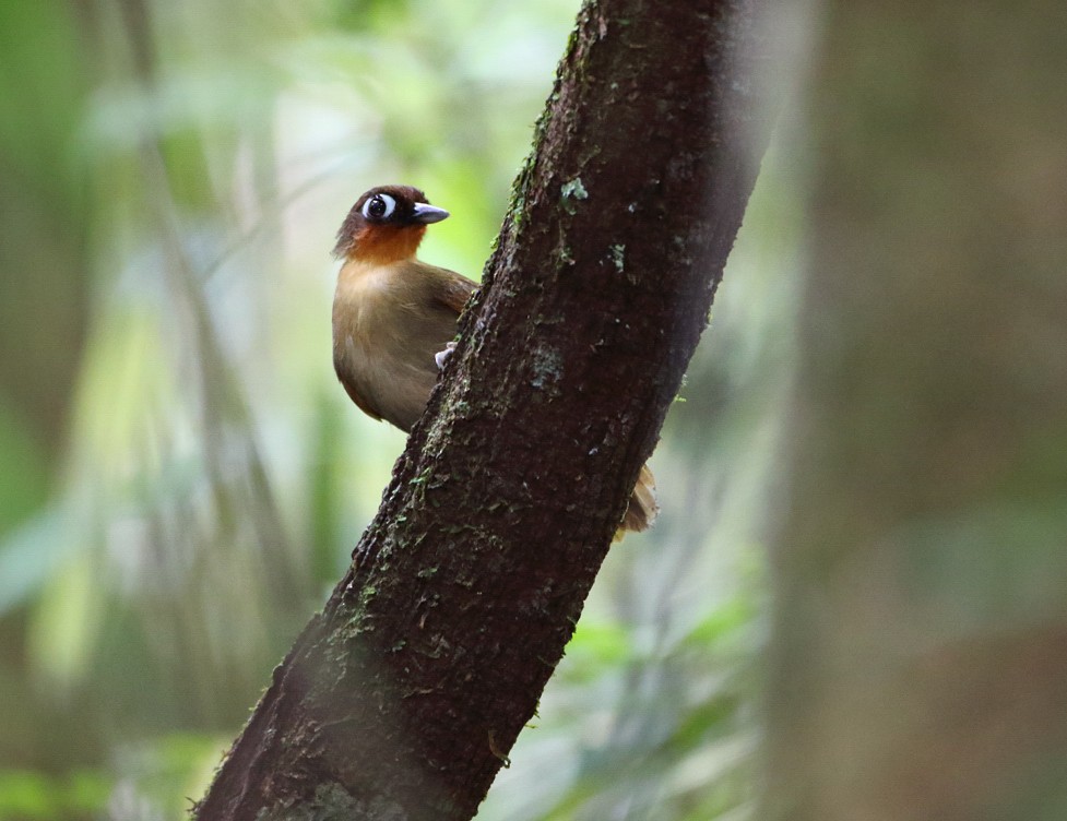 Rufous-throated Antbird - Anselmo  d'Affonseca