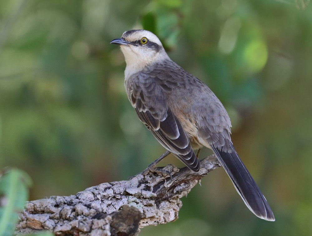 Chalk-browed Mockingbird - ML204131361