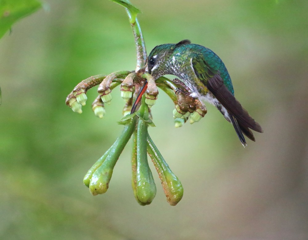 kolibřík sametový - ML204131411