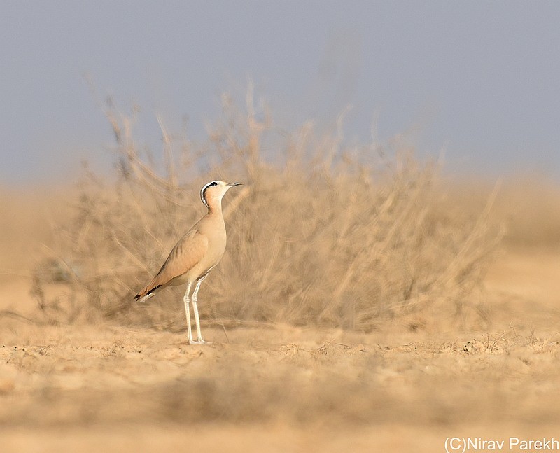 Cream-colored Courser - jaysukh parekh Suman