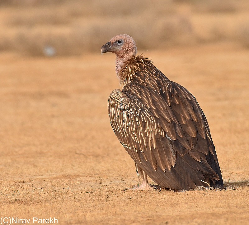 Himalayan Griffon - ML204131731