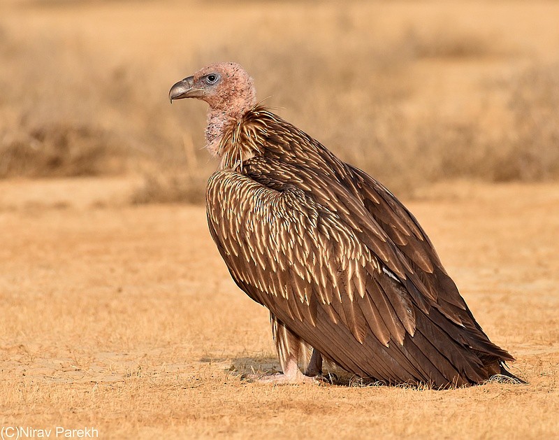 Himalayan Griffon - ML204131941