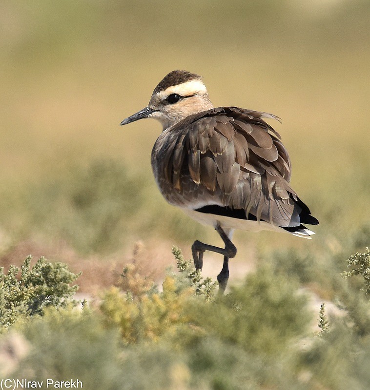 Sociable Lapwing - jaysukh parekh Suman