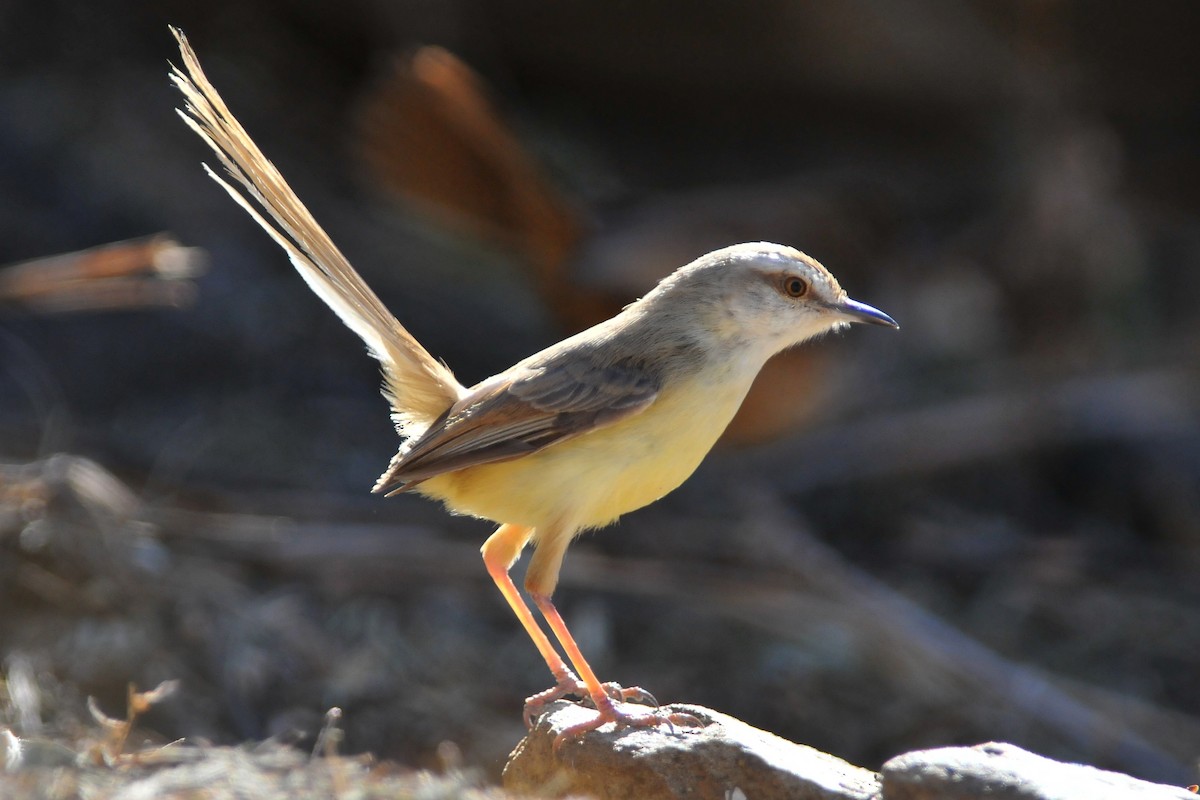 Black-chested Prinia - ML204132041