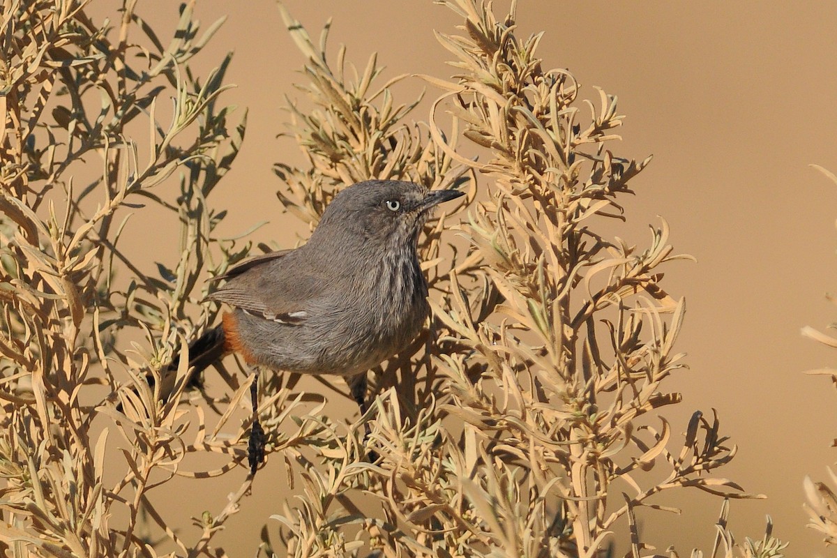 Curruca Sureña - ML204132081