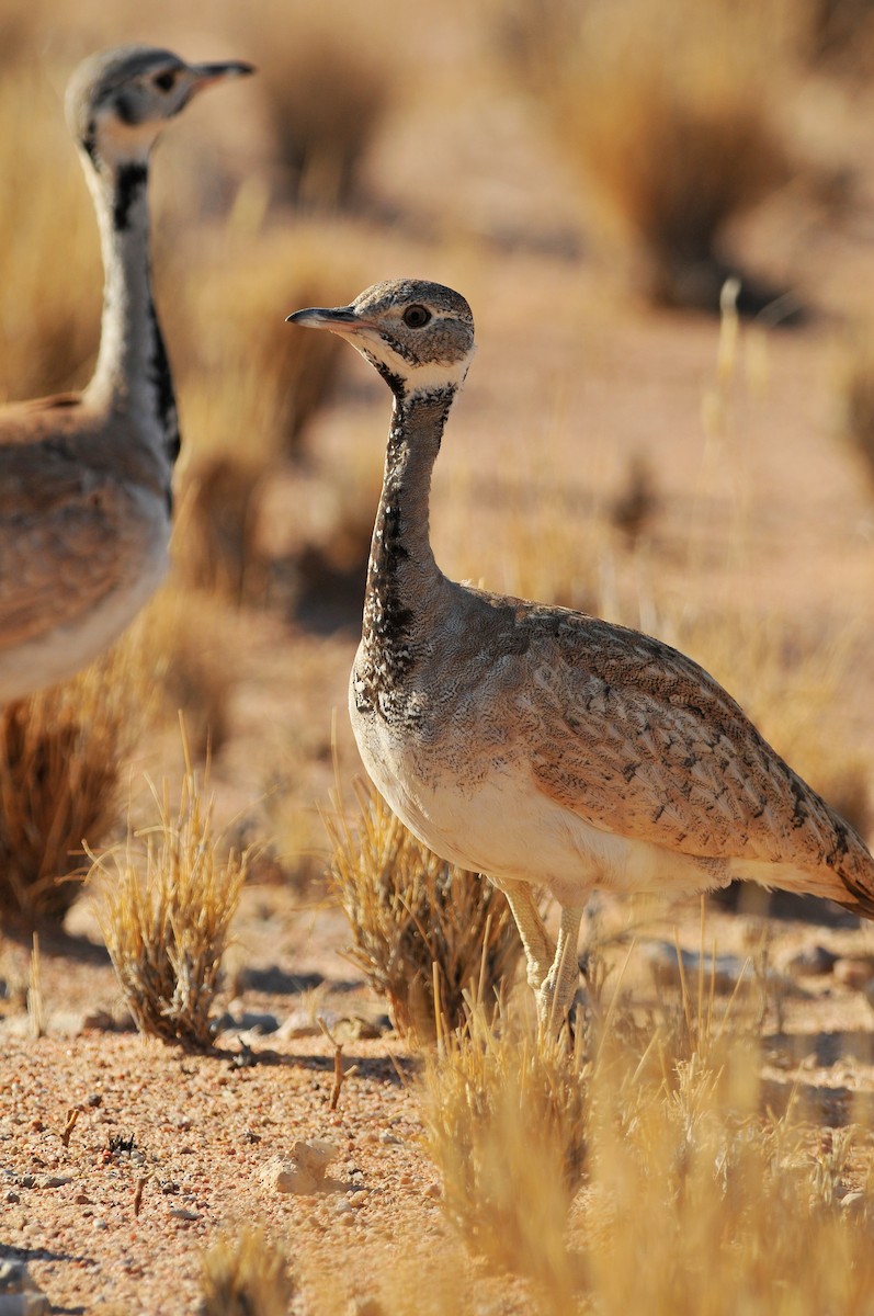 Rüppell's Bustard - ML204132171