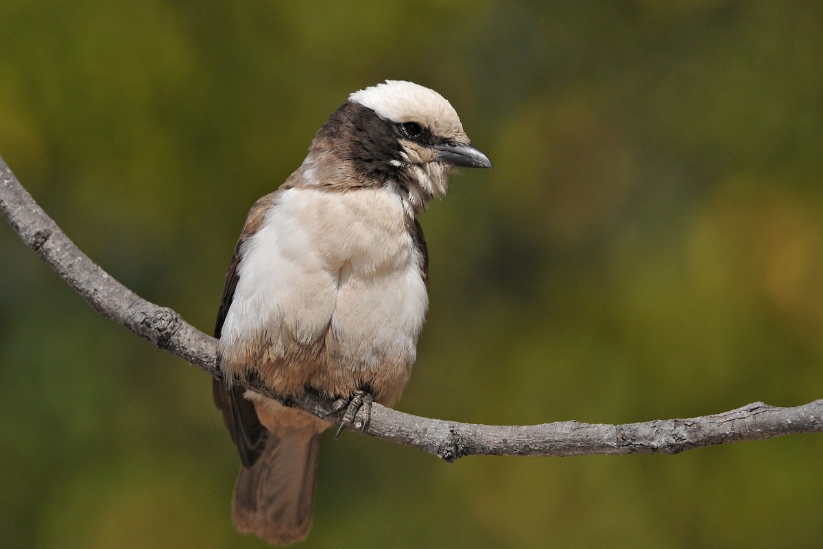 White-crowned Shrike - ML204132201