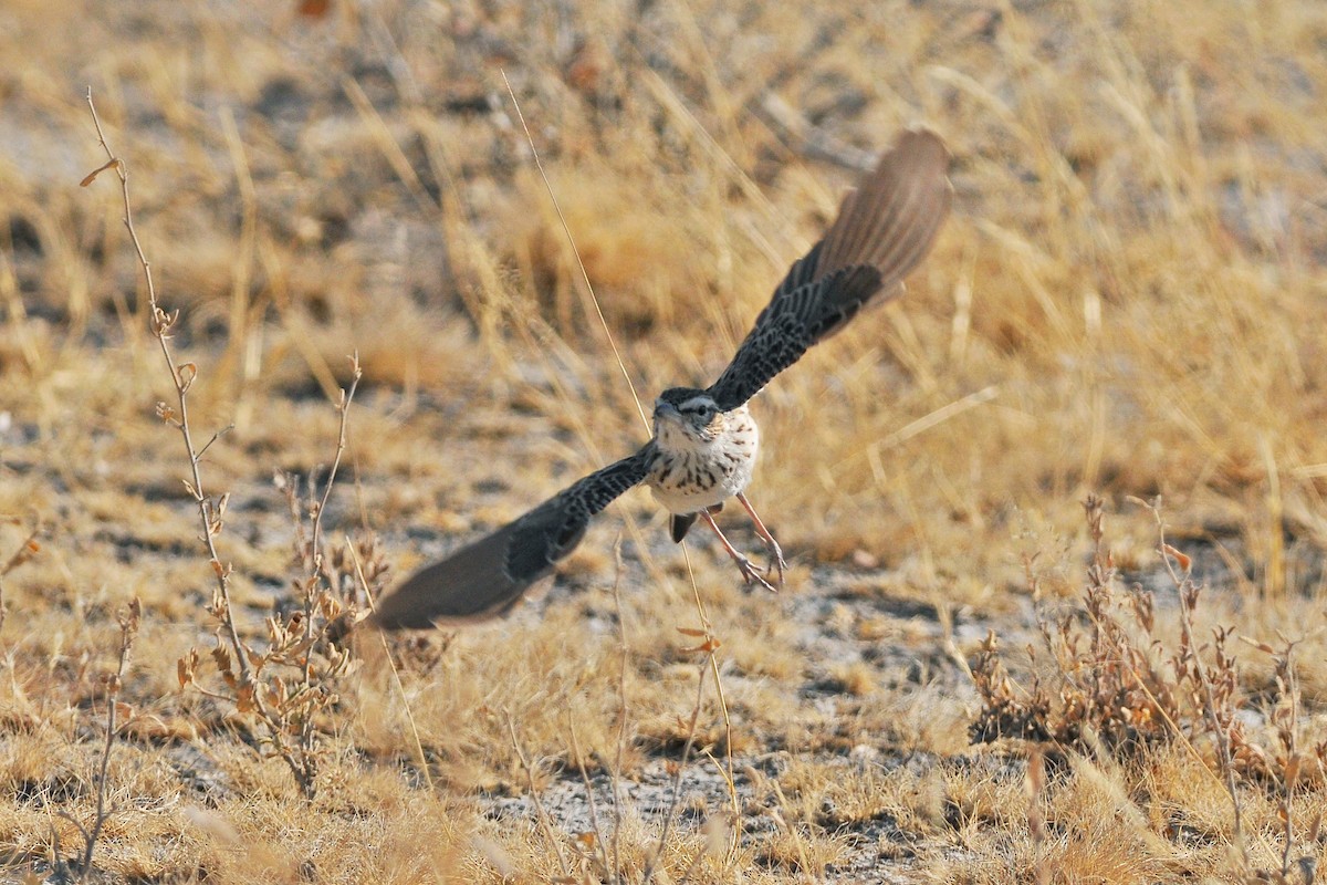 Sabota Lark - Tom Heijnen