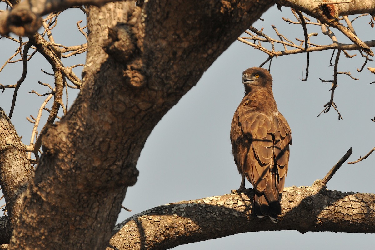 Brown Snake-Eagle - ML204132311