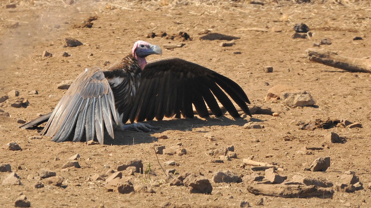 Lappet-faced Vulture - ML204132341