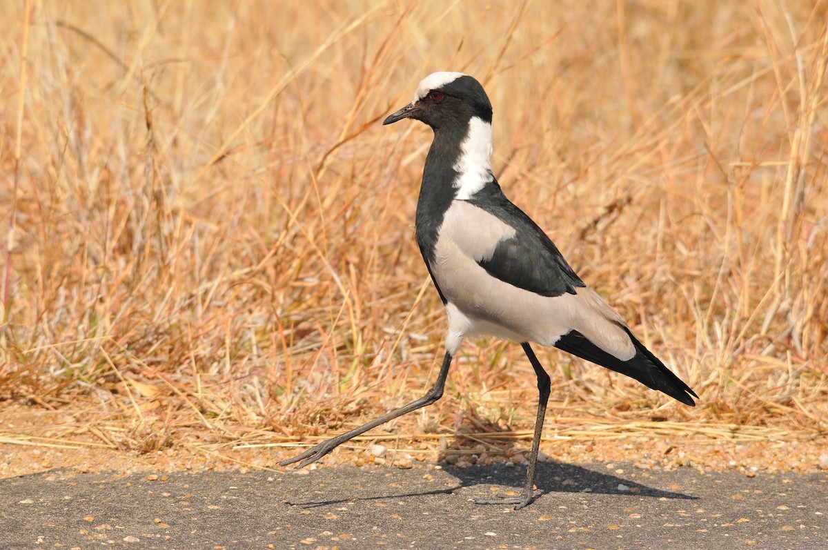 Blacksmith Lapwing - Tom Heijnen