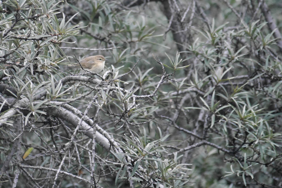 Mosquitero Montano (lorenzii) - ML204132401