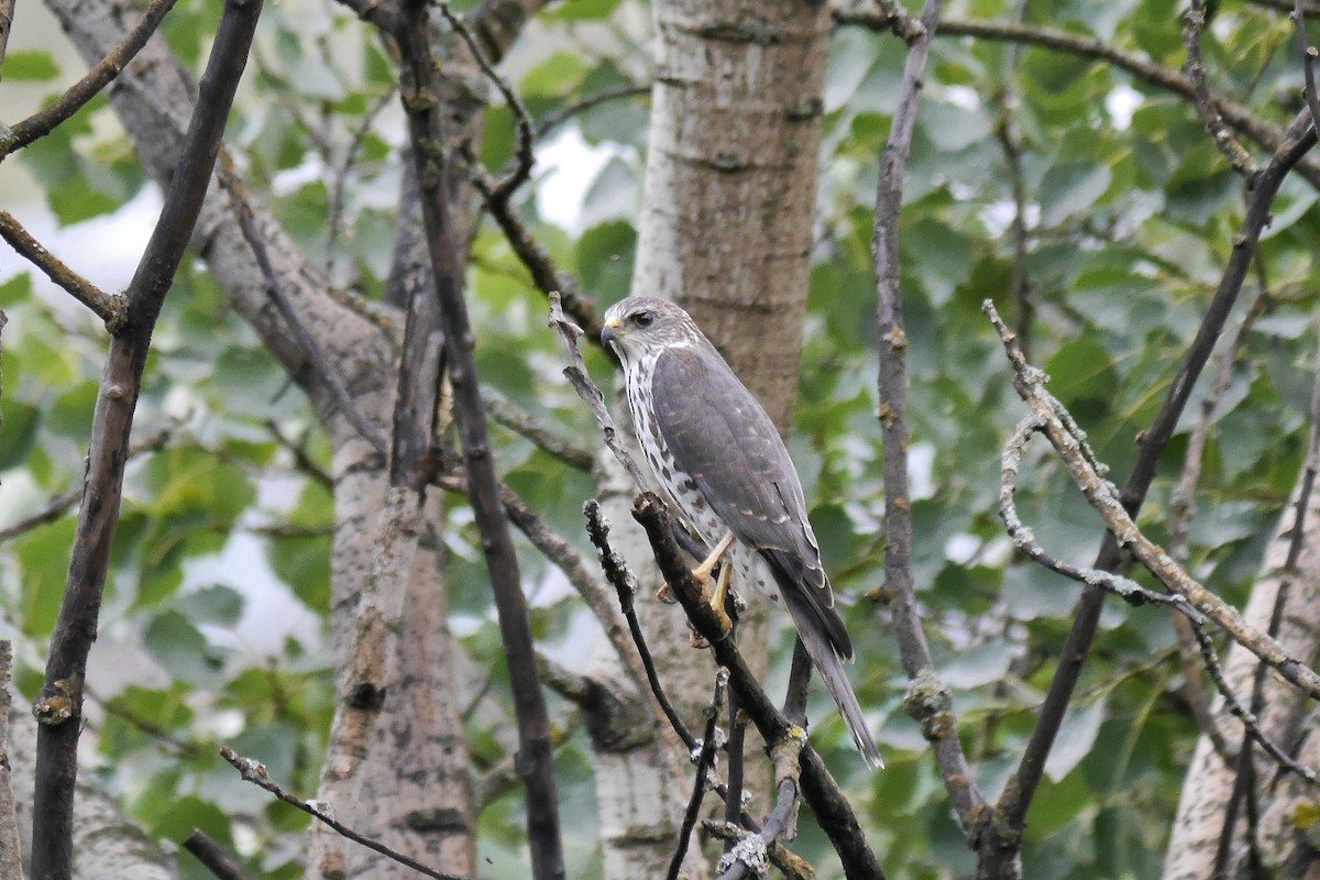 Levant Sparrowhawk - ML204132411