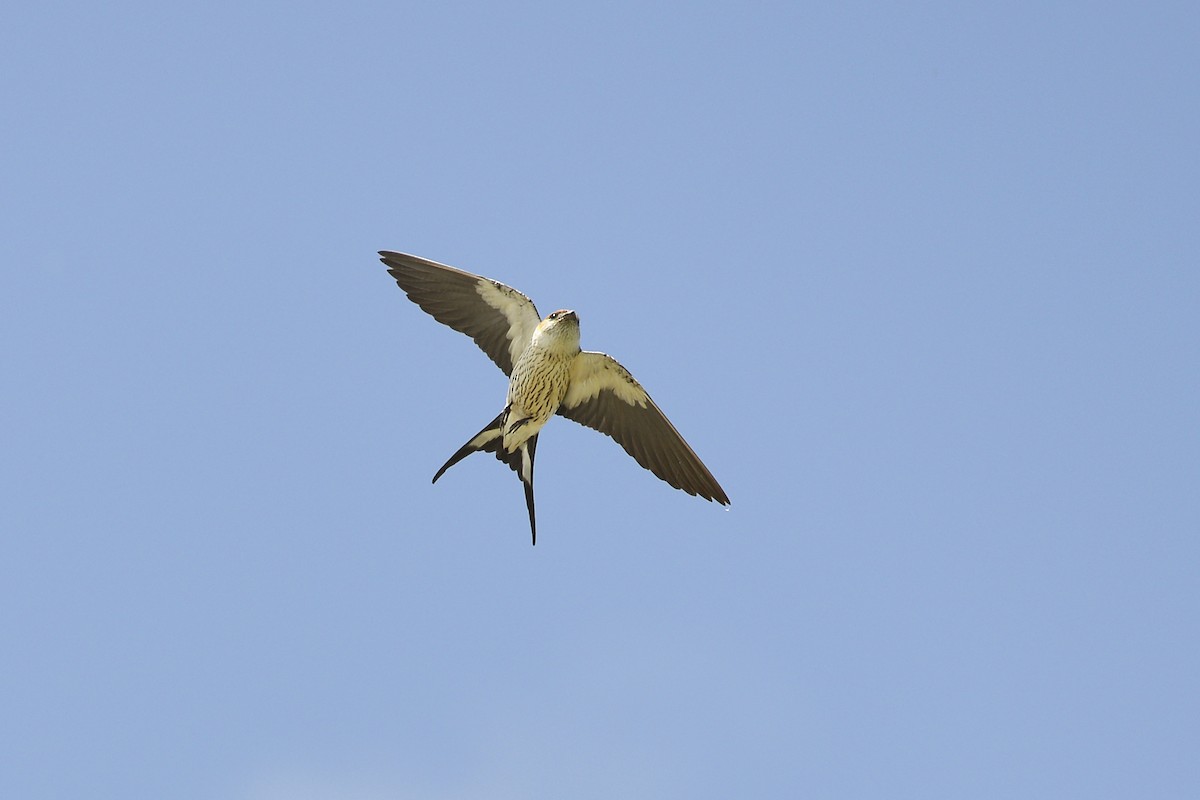 Golondrina Cabecirrufa - ML204132521