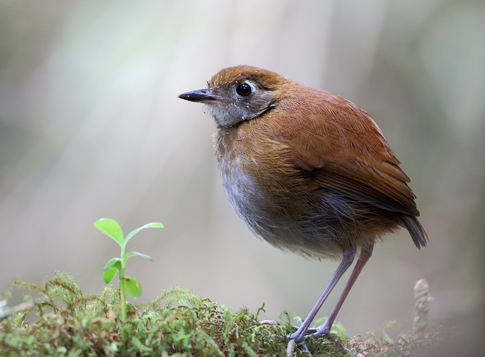 Tepui Antpitta - ML204132771