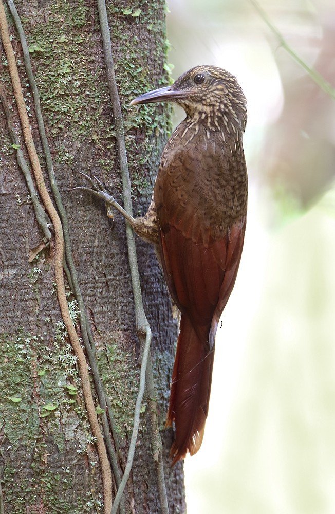 Black-banded Woodcreeper (Black-banded) - ML204132781