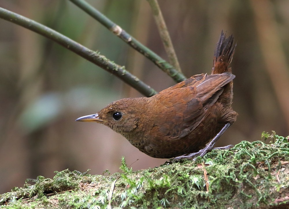 Flutist Wren - ML204132791