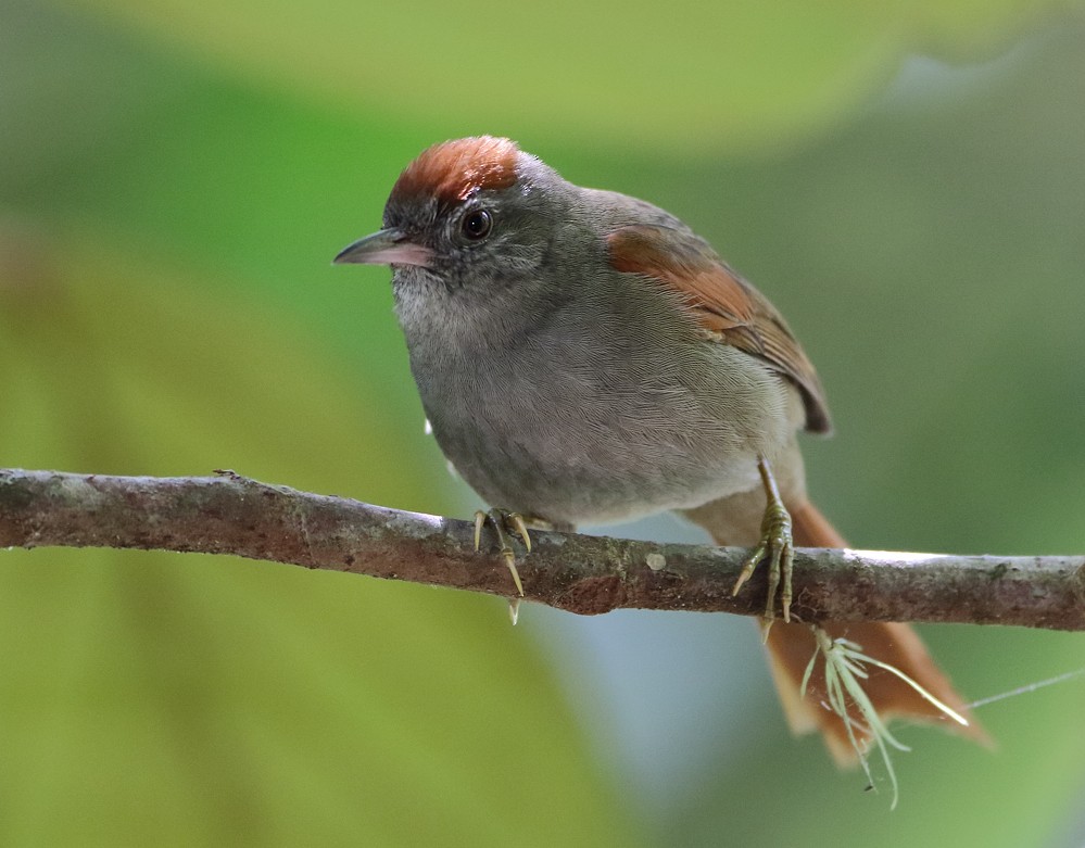 Tepui Spinetail - ML204132811