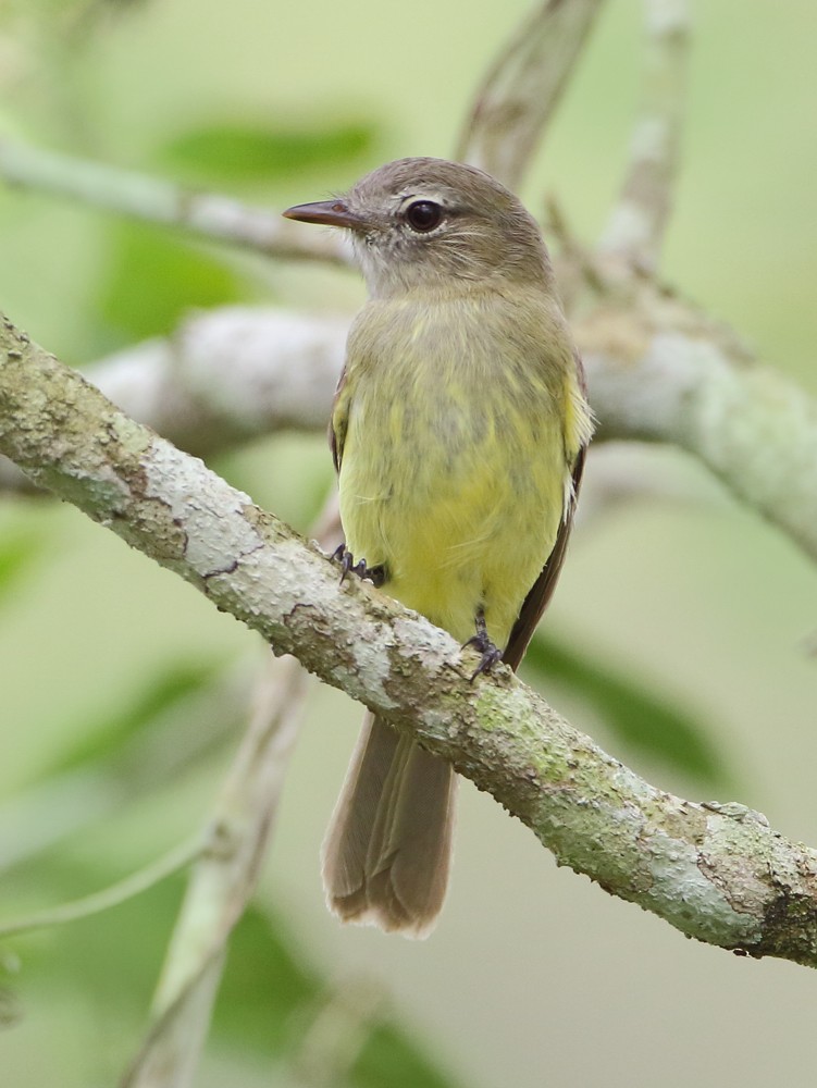 Greenish Elaenia (Greenish) - ML204132861