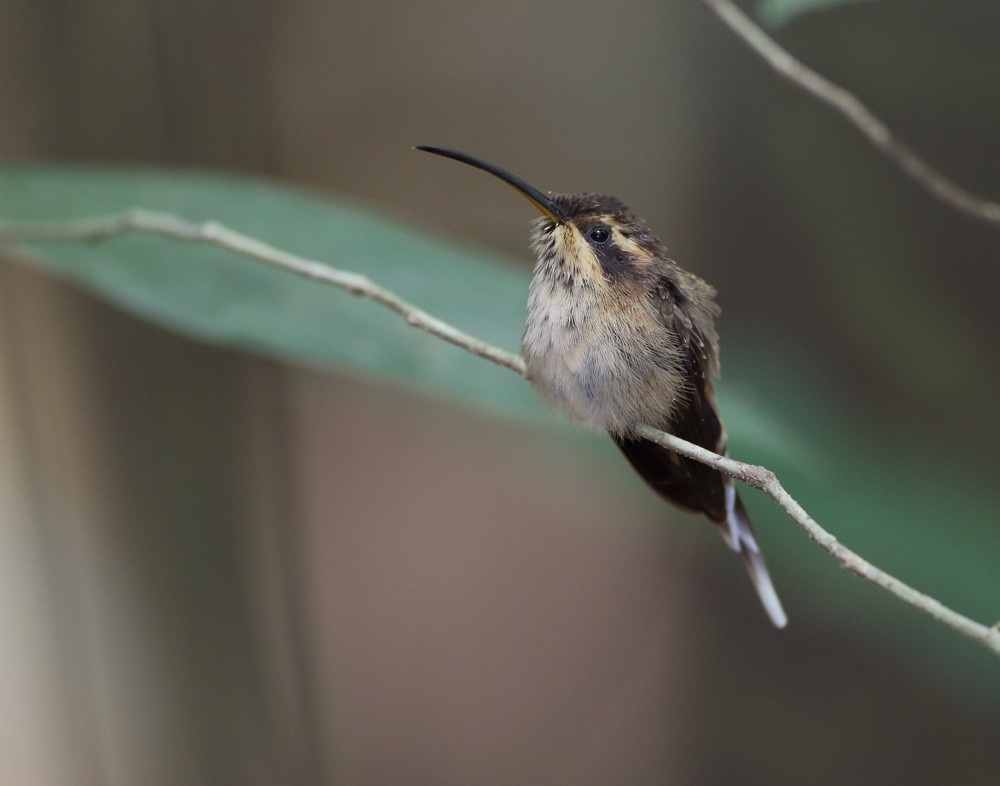 Streak-throated Hermit - Anselmo  d'Affonseca