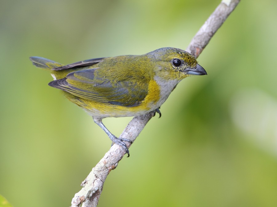Golden-sided Euphonia - ML204132981