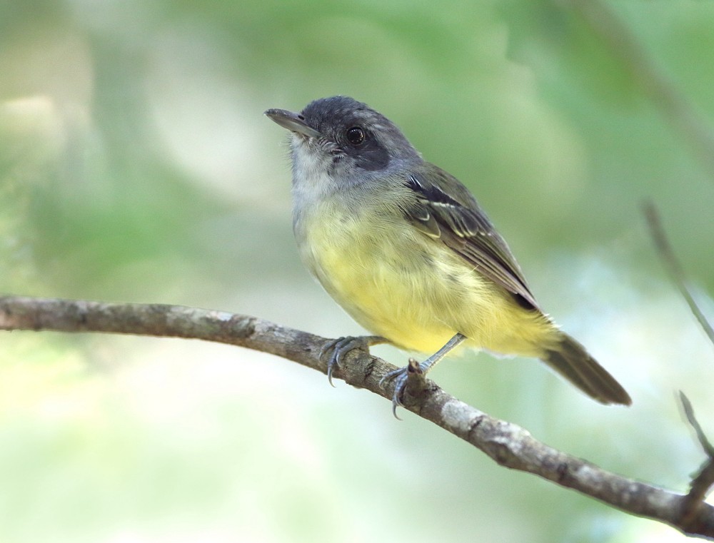 Plain Antvireo - Anselmo  d'Affonseca