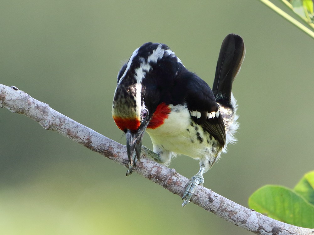 Black-spotted Barbet - ML204133111