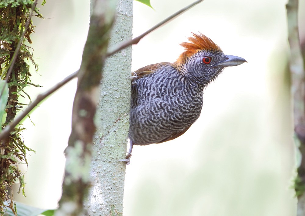 Black-throated Antshrike - Anselmo  d'Affonseca