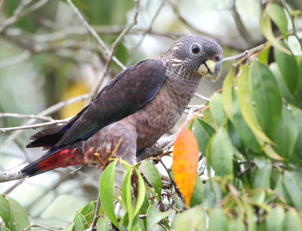 Dusky Parrot - ML204133201