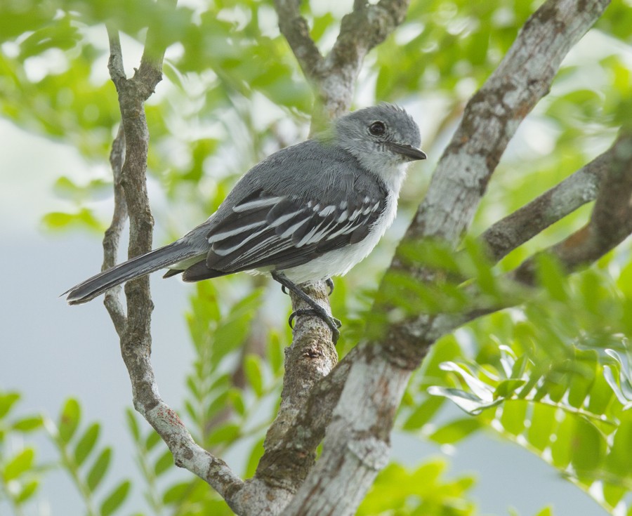 Amazonian Elaenia - ML204133211