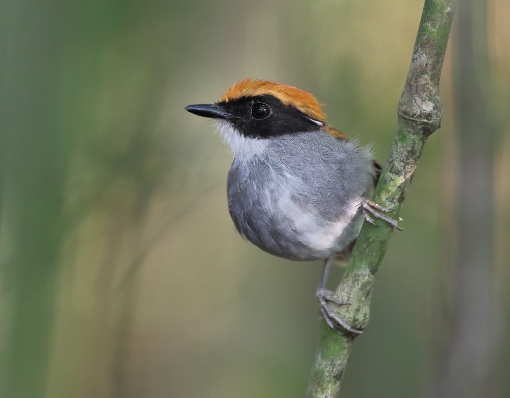 Black-cheeked Gnateater - ML204133241