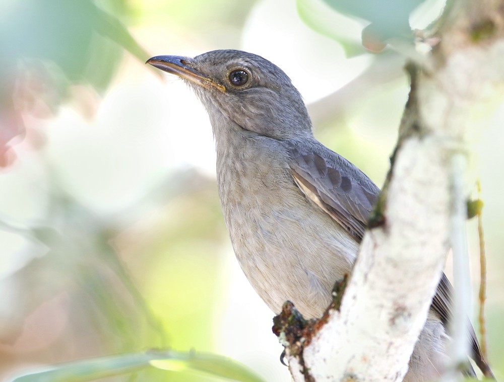 Guardabosques Gritón - ML204133371