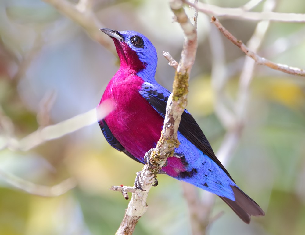 Purple-breasted Cotinga - ML204133391