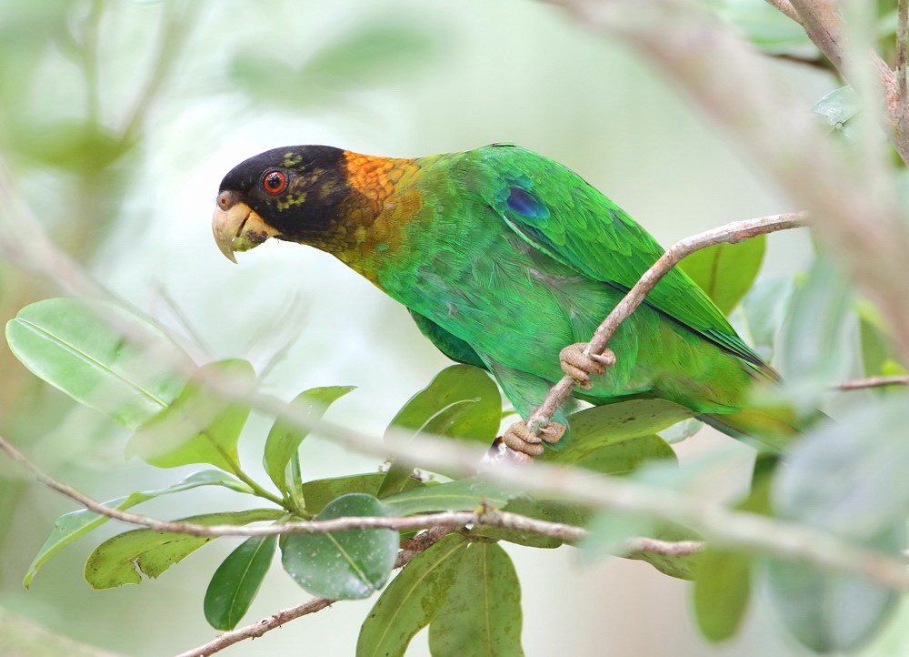 Caica Parrot - ML204133441