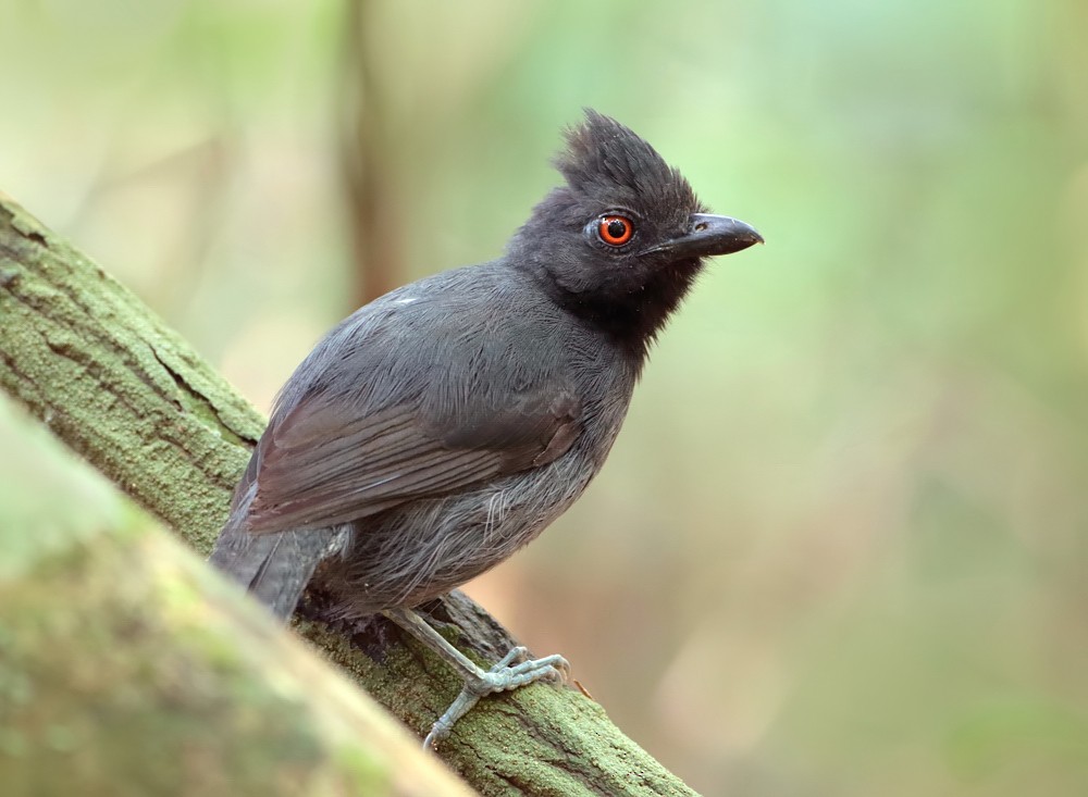 Black-throated Antshrike - Anselmo  d'Affonseca