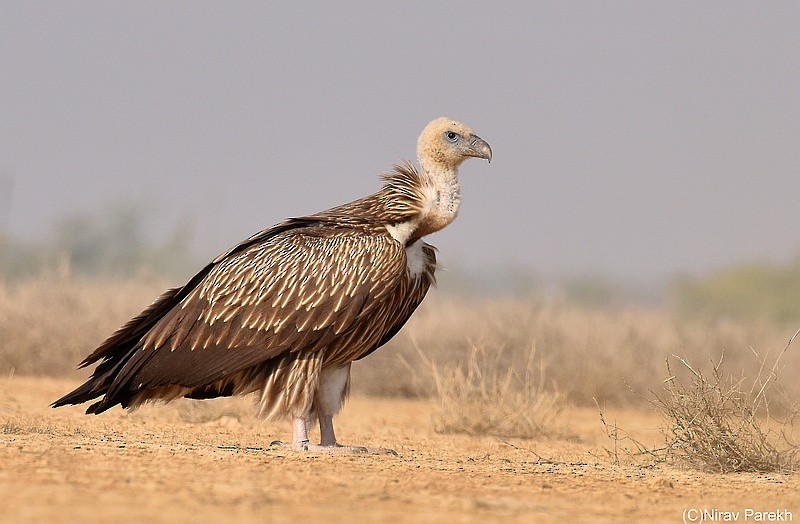 Himalayan Griffon - jaysukh parekh Suman