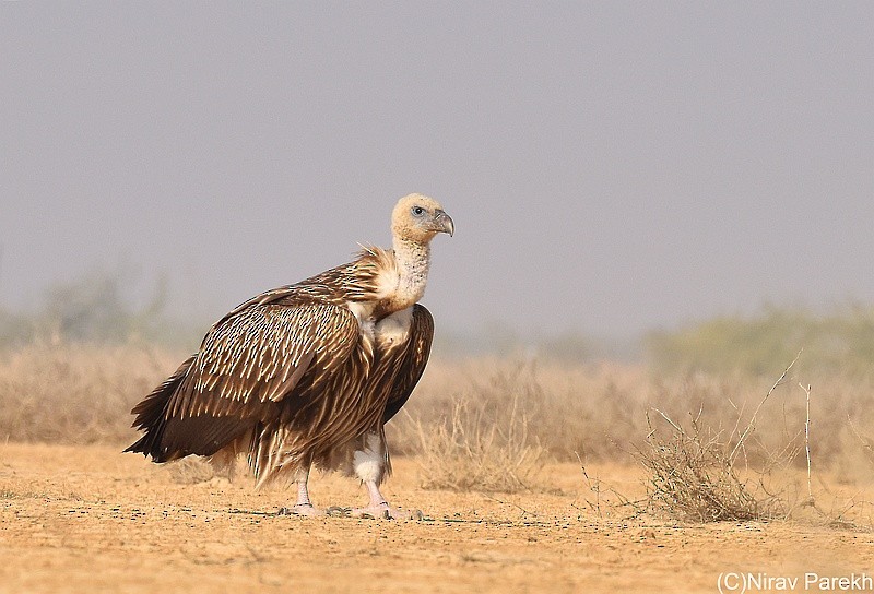 Himalayan Griffon - jaysukh parekh Suman