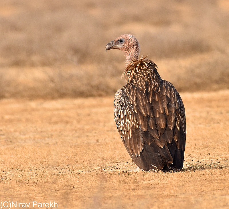 Himalayan Griffon - jaysukh parekh Suman